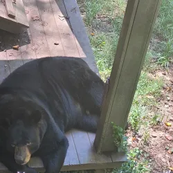 Bear Hollow Zoo - Athens