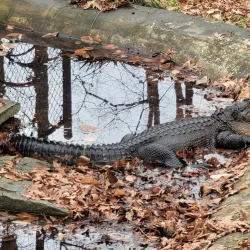 Bear Hollow Zoo - Athens