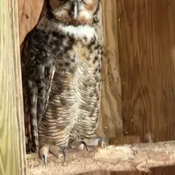 Bear Hollow Zoo - Athens