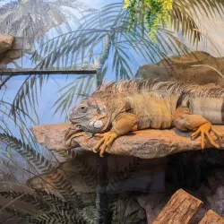 Phillips Park Zoo - Aurora