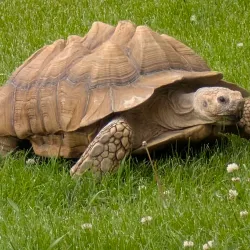 Phillips Park Zoo - Aurora