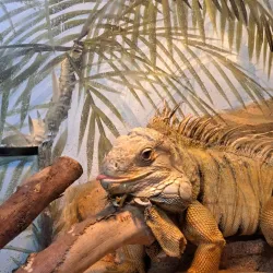 Phillips Park Zoo - Aurora