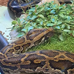 Phillips Park - Aurora