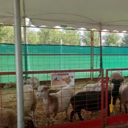 Barrington Farmers Market - Barrington