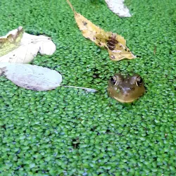 Cook County Forest Preserves - Crabtree Nature Center - Barrington