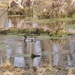 Cook County Forest Preserves - Crabtree Nature Center - Barrington