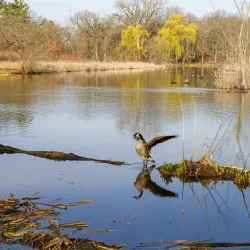 Cook County Forest Preserves - Crabtree Nature Center - Barrington