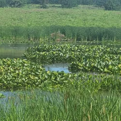 Pine Dunes Forest Preserve - Beach park