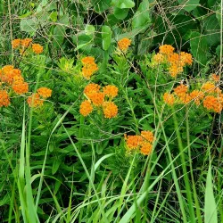 Pine Dunes Forest Preserve - Beach park
