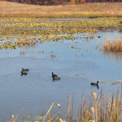 Pine Dunes Forest Preserve - Beach park