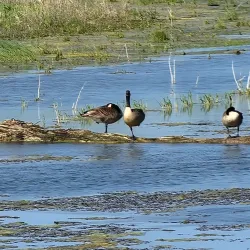 Pine Dunes Forest Preserve - Beach park