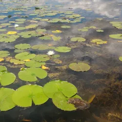 Turner Lake Forest Preserve - Beach park