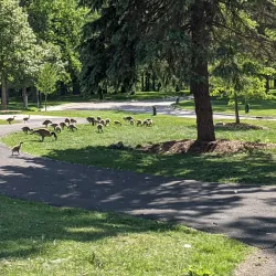 Pope Park - Belvidere