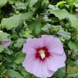 Berwyn Historic District - Berwyn