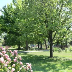 Proksa Park - Berwyn