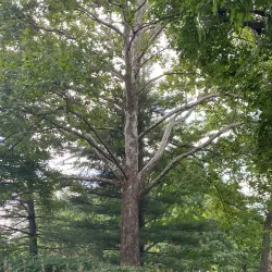 Proksa Park - Berwyn