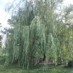 Proksa Park - Berwyn