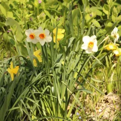 Constitution Trail - Bloomington