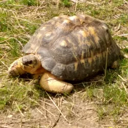 Miller Park Zoo - Bloomington