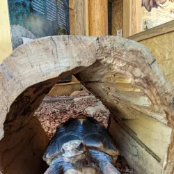 Clow Creek Forest Preserve - Bolingbrook