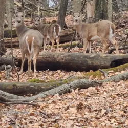 Romeoville Prairie Nature Preserve - Bolingbrook
