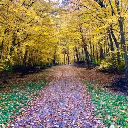 Romeoville Prairie Nature Preserve - Bolingbrook