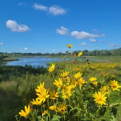 Buffalo Grove Nature Preserve - Buffalo Grove