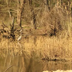 Crab Orchard National Wildlife Refuge - Carbondale