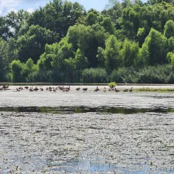 Crab Orchard National Wildlife Refuge - Carbondale