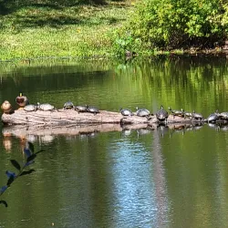 Downtown Carbondale - Carbondale