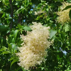 Downtown Carbondale - Carbondale