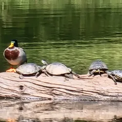 Downtown Carbondale - Carbondale