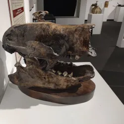 University Museum at Southern Illinois University - Carbondale