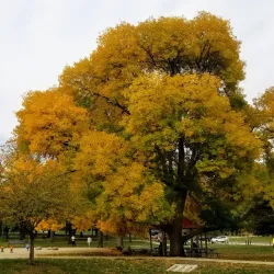 Hessel Park - Champaign