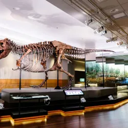 Field Museum of Natural History - Chicago