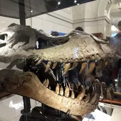 Field Museum of Natural History - Chicago