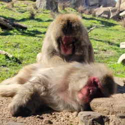 Lincoln Park Zoo - Chicago