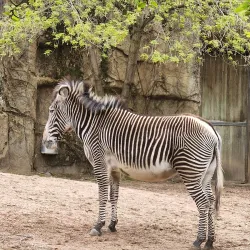 Lincoln Park Zoo - Chicago