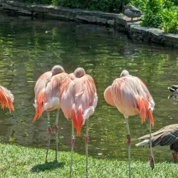 Lincoln Park Zoo - Chicago