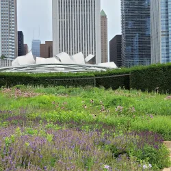 Millennium Park - Chicago