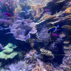 Shedd Aquarium - Chicago