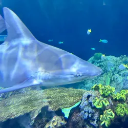 Shedd Aquarium - Chicago
