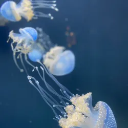 Shedd Aquarium - Chicago