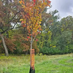 Tinley Creek Trail - Crete