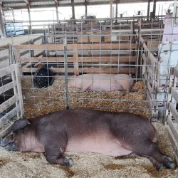 Will County Fairgrounds - Crete