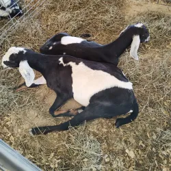 Will County Fairgrounds - Crete