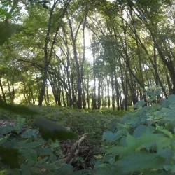 Wilmington Prairie Preserve - Crete