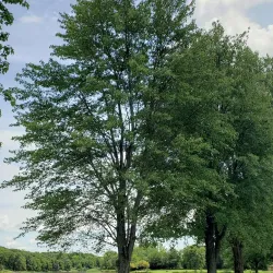 Wilmington Prairie Preserve - Crete