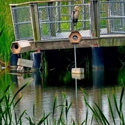 Centennial Park - Crystal Lake