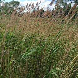 Centennial Park - Crystal Lake